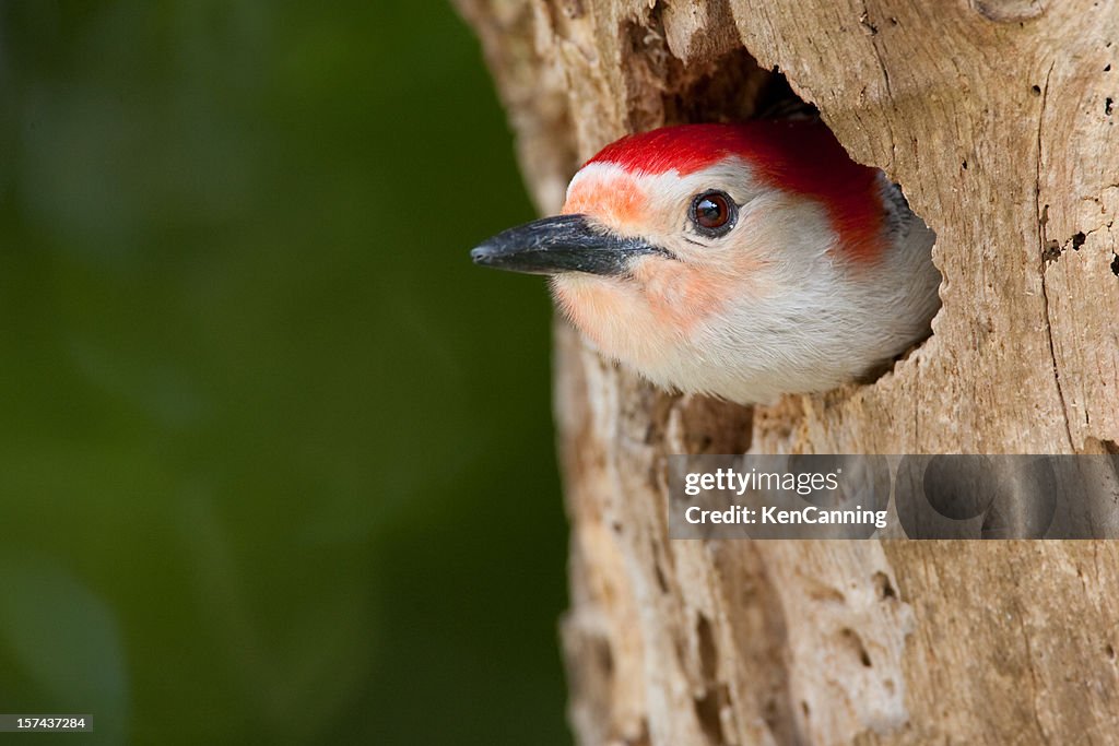 Red Bellied Woodpecker in tree cavity nest