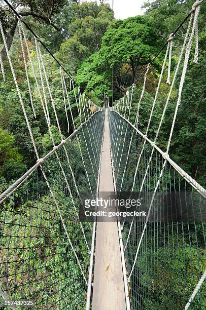 rainforest canopy walkway - canopy walkway stock pictures, royalty-free photos & images