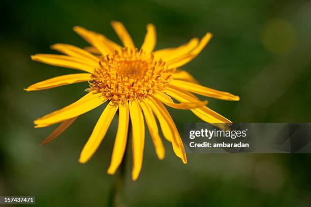 arnica fiore - arnica foto e immagini stock