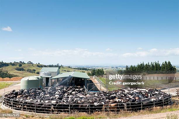 milking dairy cows - modern garden shed stockfoto's en -beelden