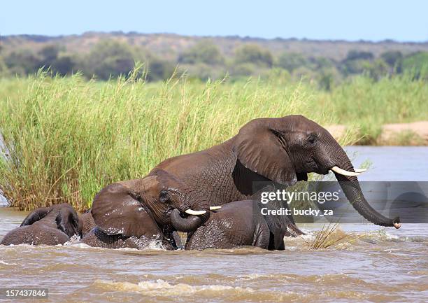 herd of african elephant cows and calves in a river - kruger national park stockfoto's en -beelden