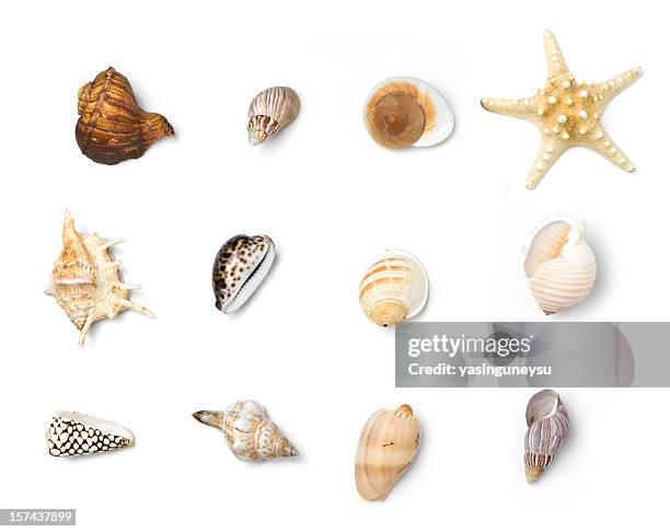 beach objects series - seashell cut out stock pictures, royalty-free photos & images