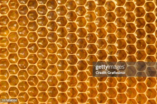 detail-honeycomb - bienenstock stock-fotos und bilder