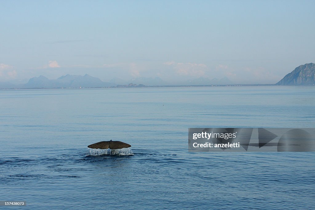Whale close to coastline