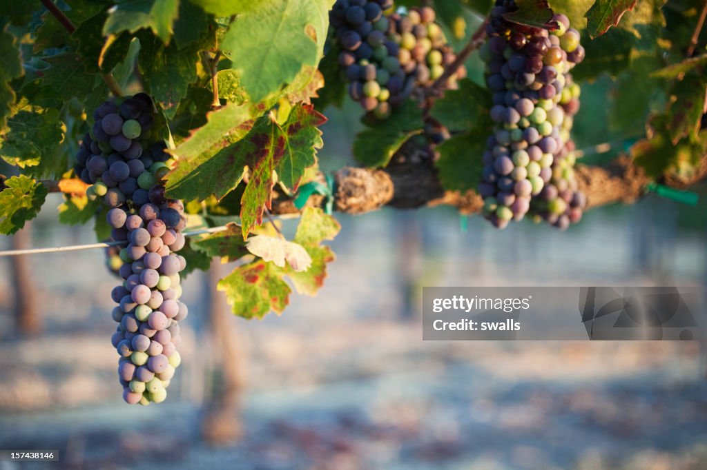 Grape Vines