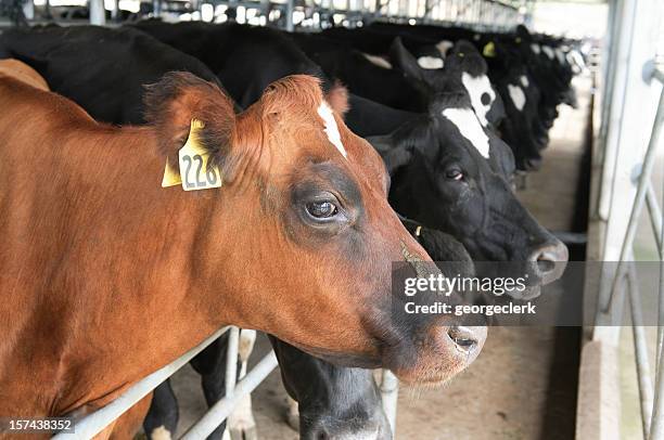 dairy cows in milking parlour - modern garden shed stockfoto's en -beelden