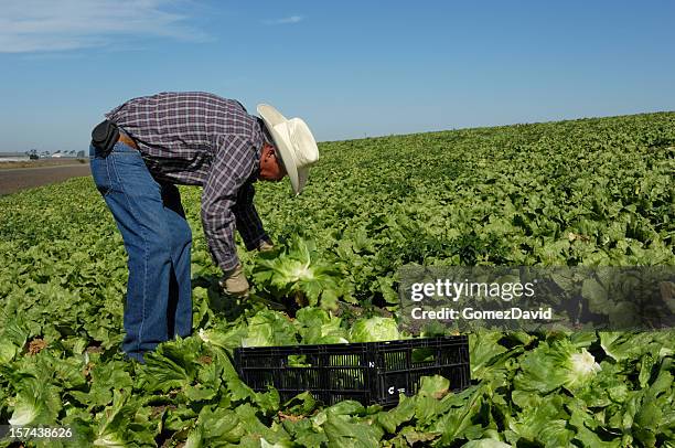 one hat wearing latino man working in lettuce field - farm workers california bildbanksfoton och bilder