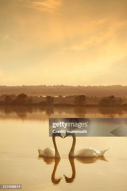 swans in love - mute swan stock pictures, royalty-free photos & images