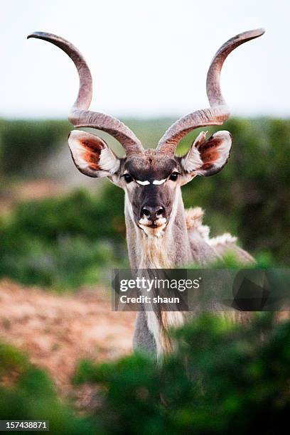 kudu bull - kudu bildbanksfoton och bilder