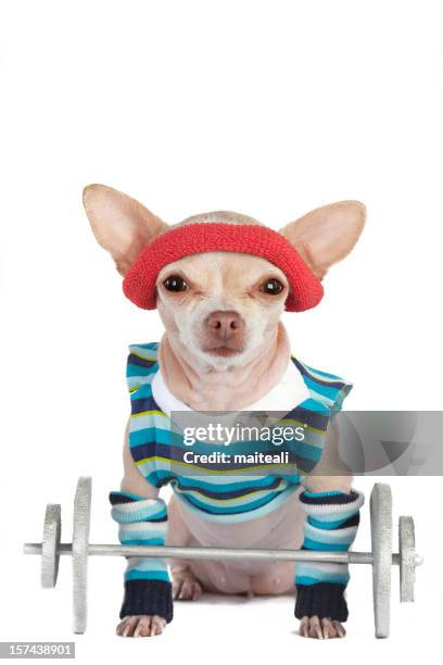 chihuahua dog in striped sweater and headband lifting weight - lap dog isolated stock pictures, royalty-free photos & images