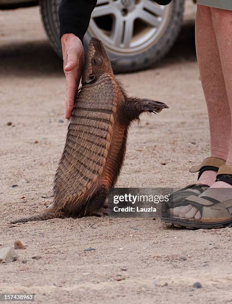 wild armadillo mascotas - tatu fotografías e imágenes de stock