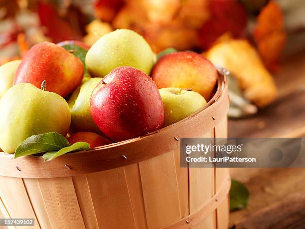 golden delicious and jazz apples at harvest - red apple stock pictures, royalty-free photos & images