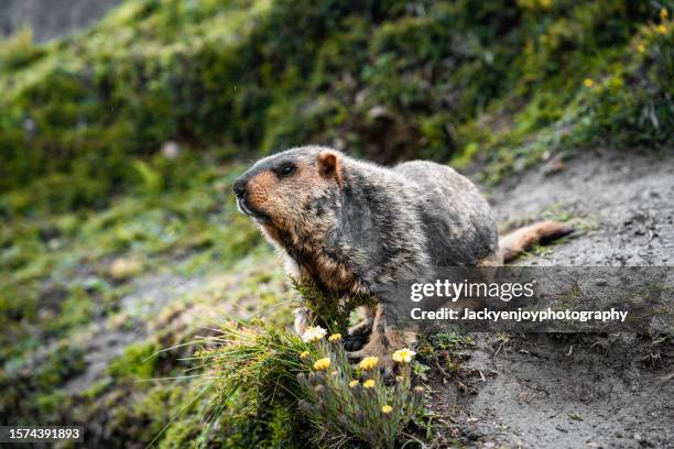 marmot on a stone in sichuan, china's national park. - alpenmurmeltier stock-fotos und bilder