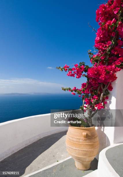 bougainvillea on stairs - bougainvillea stock pictures, royalty-free photos & images