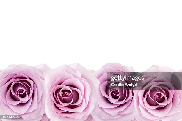 roses - rosa violette parfumee photos et images de collection