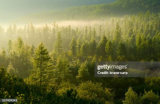 forest illuminated by the rising sun - foggy forest stock pictures, royalty-free photos & images