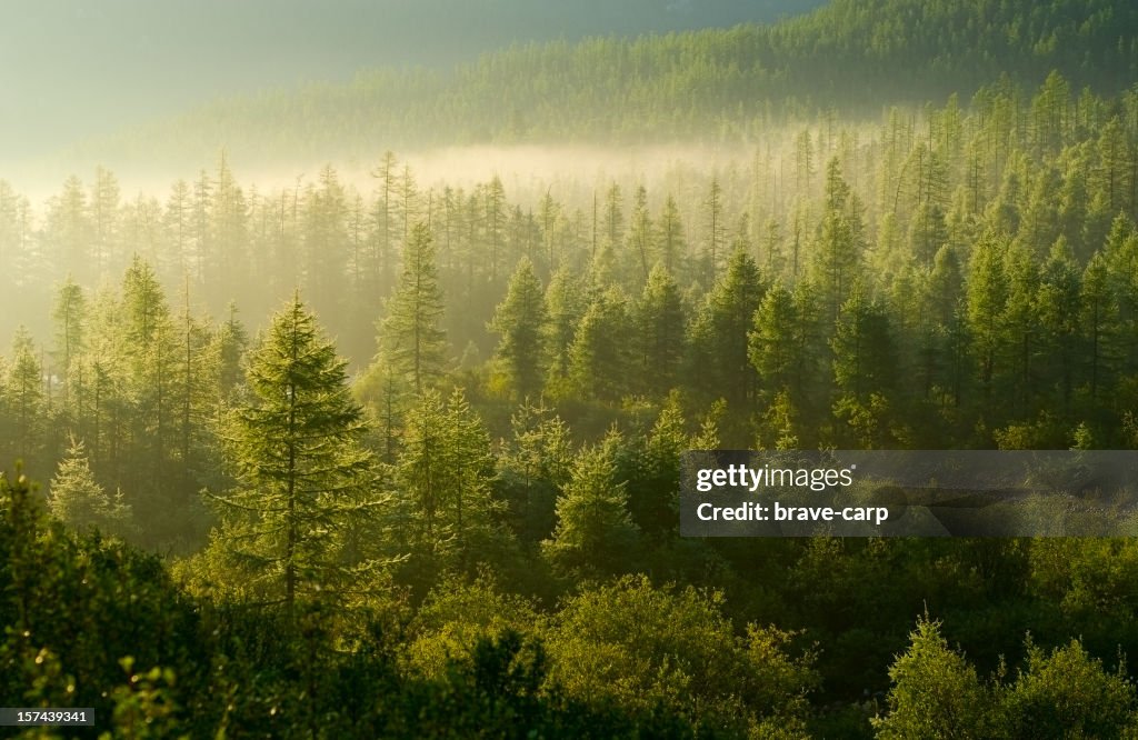 Forest illuminated by the rising sun