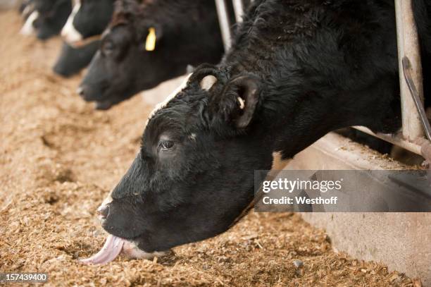 dairy cows eating - ensilage bildbanksfoton och bilder