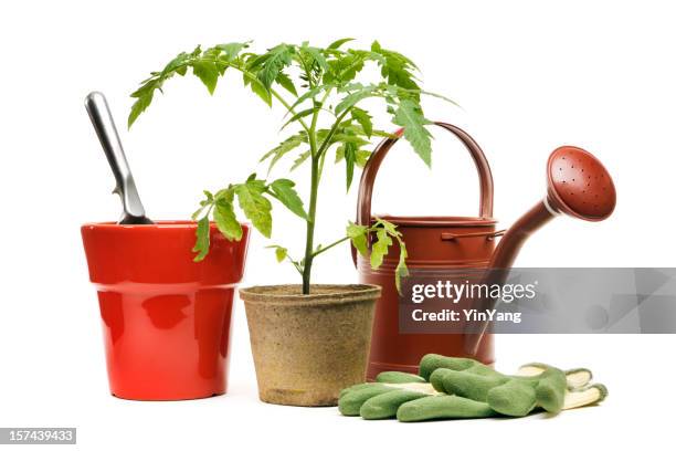 attrezzi da giardinaggio, pianta in vaso e vaso da fiori, isolato su bianco - gardening equipment foto e immagini stock