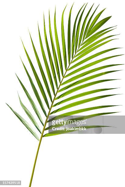 verde hoja de palmera aislado en blanco, con trazado de recorte - árbol tropical fotografías e imágenes de stock