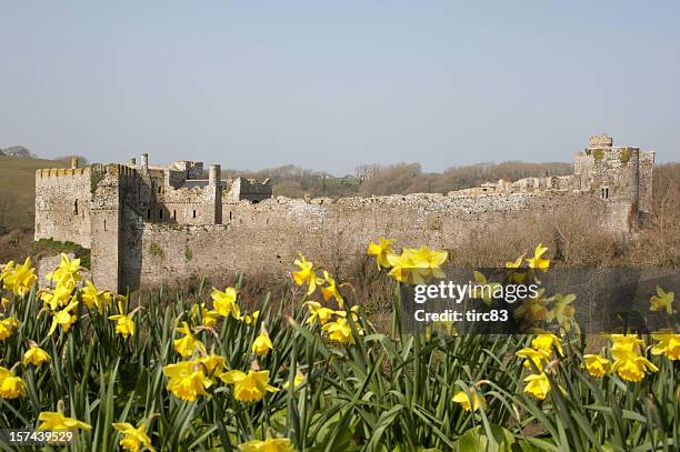 manorbier castle pembrokeshire narzissen - wales burg stock-fotos und bilder