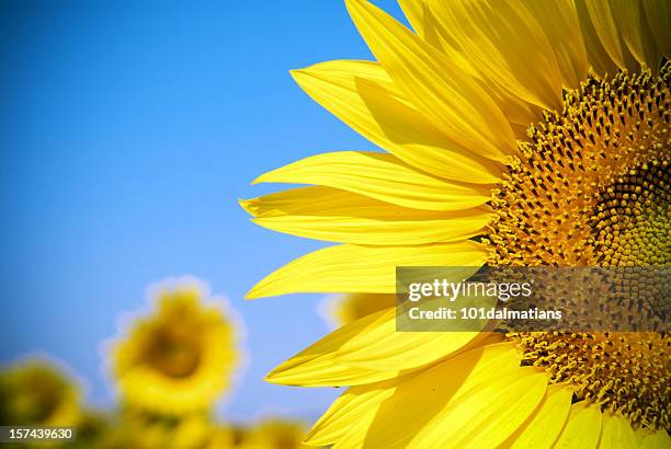 sunflower - helianthus stock pictures, royalty-free photos & images