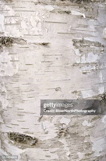 birch rinde - birch trees stock-fotos und bilder