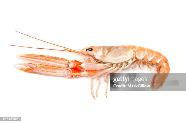 langoustine - lagostim – marisco imagens e fotografias de stock