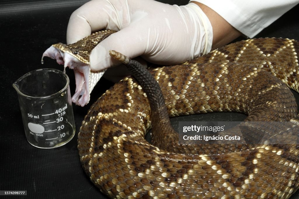 Rattlesnake