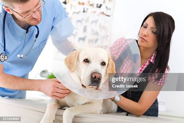 vet with dog and owner - traffic cone stock pictures, royalty-free photos & images