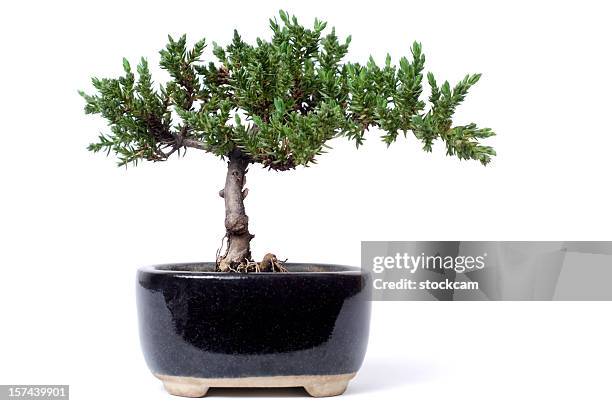 bonsái - bonsai fotografías e imágenes de stock