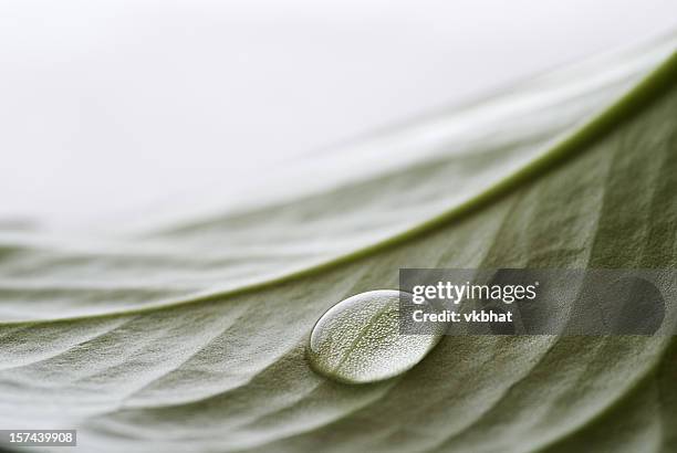 queda de água - tensão de superfície imagens e fotografias de stock
