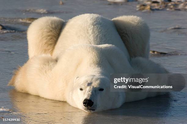 polar bear lying down. - cub stock pictures, royalty-free photos & images