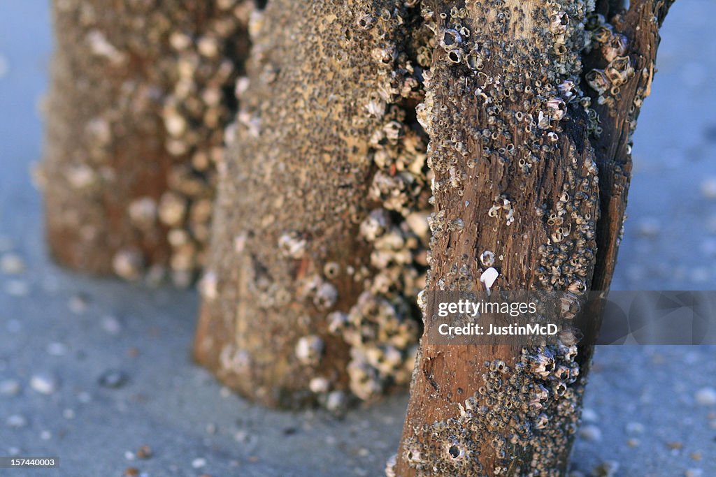 Posts with barnacles