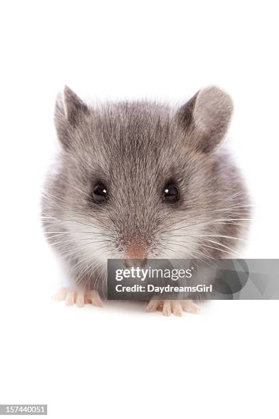 mouse close up - white footed mouse stockfoto's en -beelden
