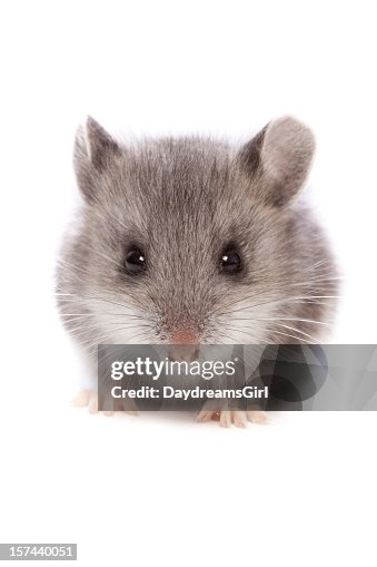 Mouse Close Up Mouse Close Up