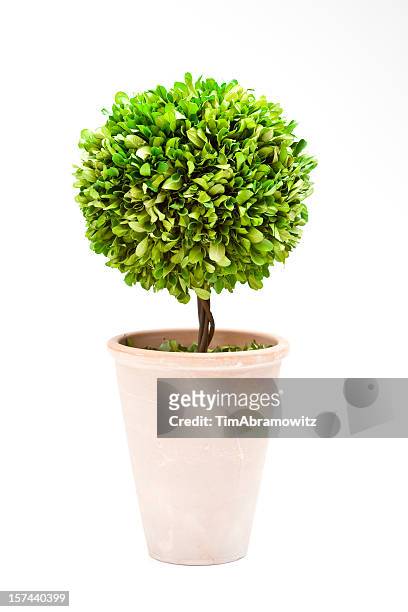 bay tree topiary - topiary 個照片及圖片檔