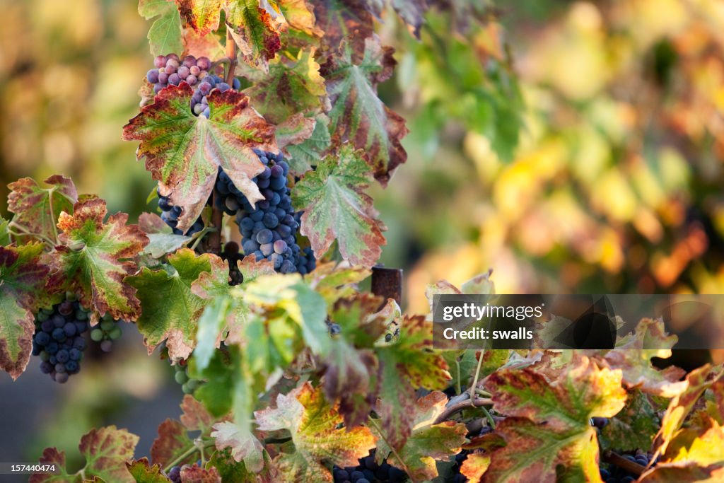 Red Wine Grapes Turning Vines