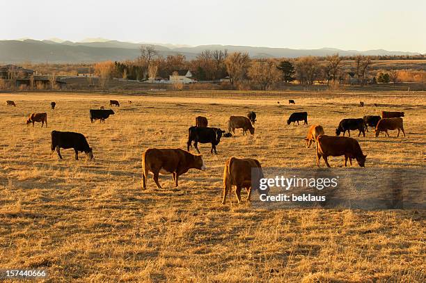 grazing cows - us history stock pictures, royalty-free photos & images