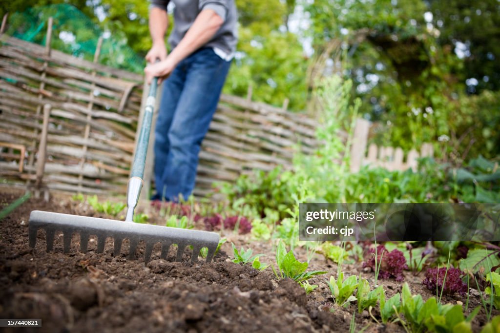 Gardener Vorbereitung höhenverstellbaren Betten mit Rechen im Gemüsegarten
