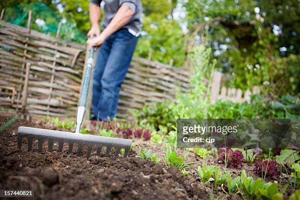 gardener preparing raised beds with rake in vegetable garden - vegetable patch stock pictures, royalty-free photos & images