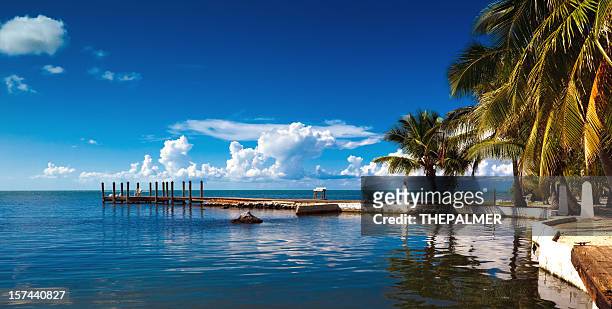 small pier and palm trees - key west stock pictures, royalty-free photos & images