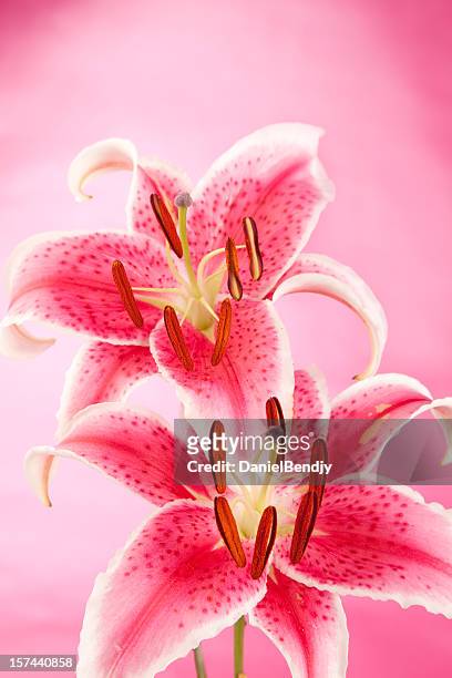 lily - tiger lily flower stock-fotos und bilder