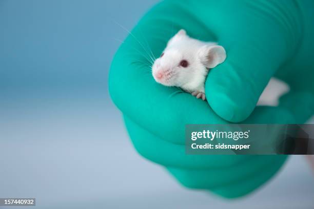 face of tiny white mouse peeps out - animal testing stock pictures, royalty-free photos & images