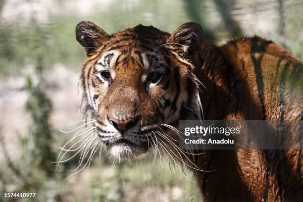 View of the tiger at Berkem Lion Land in Manavgat district of Antalya, Turkiye on August 03, 2023. The animals living here are cooled down with...