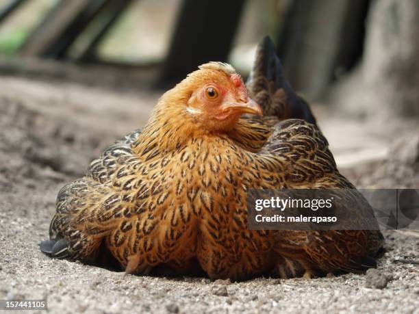 hen - incubate stock pictures, royalty-free photos & images