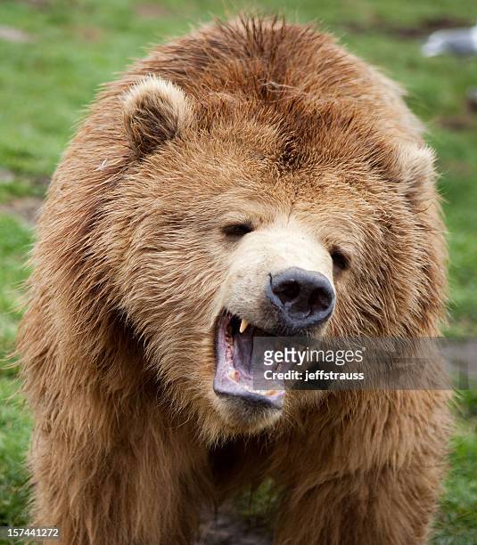 verärgert grizzlybären xxxl - tiergebrüll stock-fotos und bilder