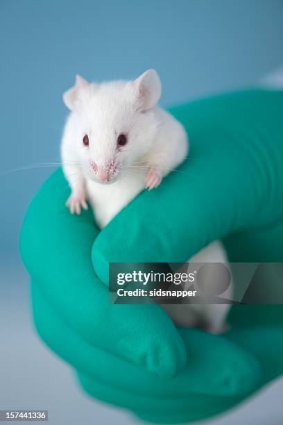 white mouse climbing out of a green gloved hand - animal cruelty stock pictures, royalty-free photos & images