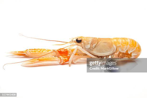 norway lobster - scampi stock pictures, royalty-free photos & images