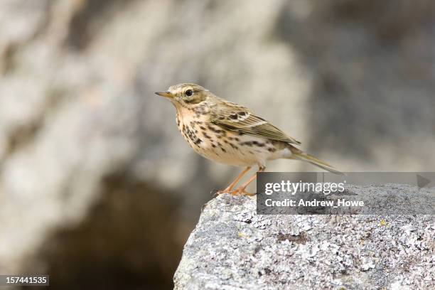tree pipit (anthus trivialis) - pipit stock pictures, royalty-free photos & images
